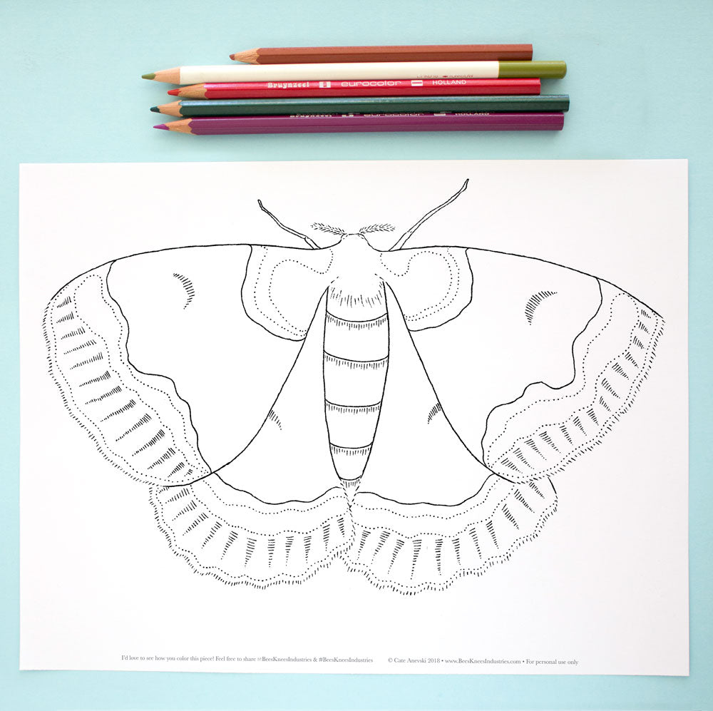 Coloring Page: Moth